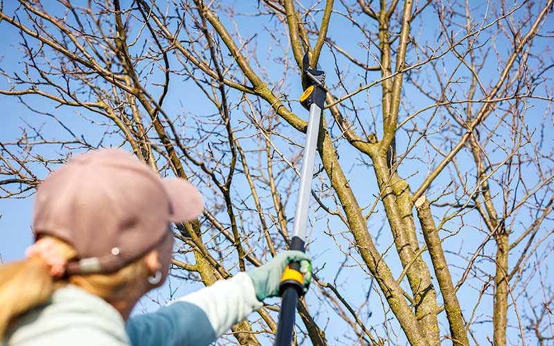 quando potare gli alberi